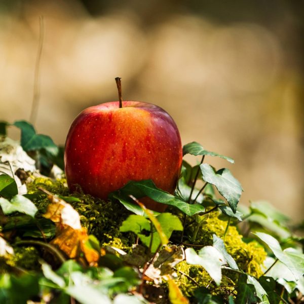 La-Pomme-Swing-Bio-Nature-029 La-Pomme-Swing-Bio-Nature-029