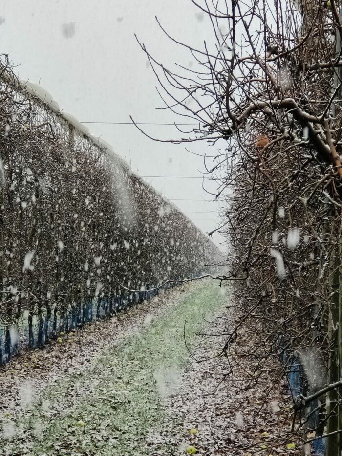 Verger en hiver